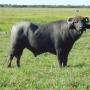 buffalo